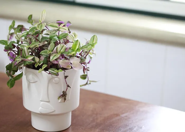 בית נופש Casa Do Shon אובידוס